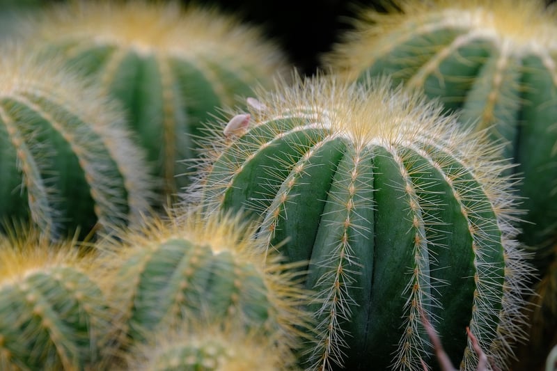 Succulents or Mini Plants